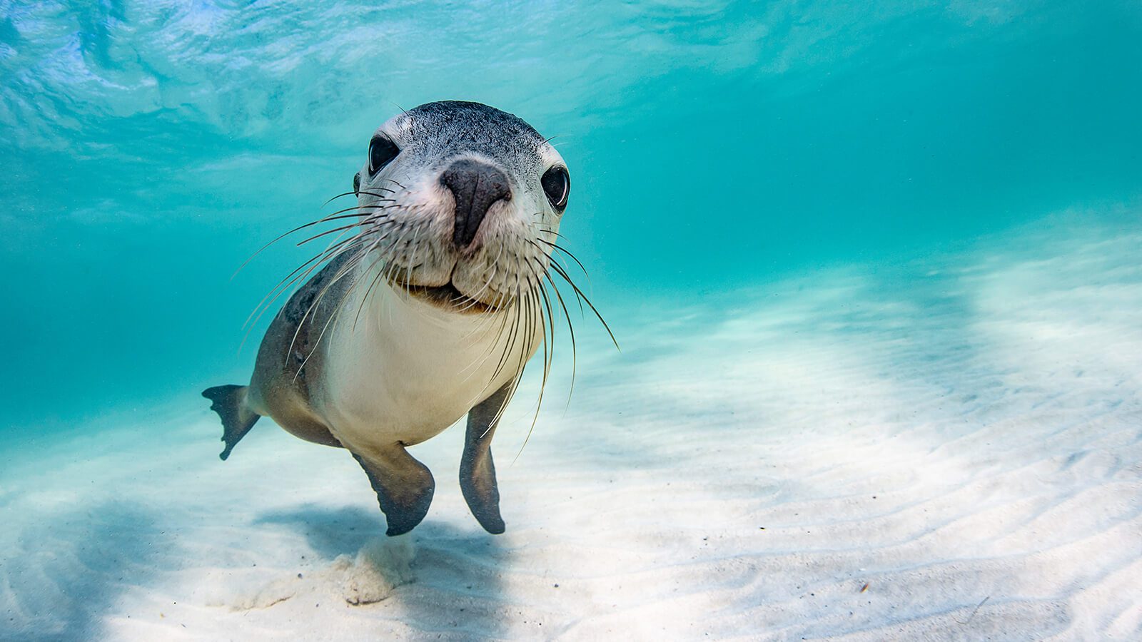 A playful sea lion looks at its reflection in Brooke's camera. - by Brooke Pyke, in Western Australia.