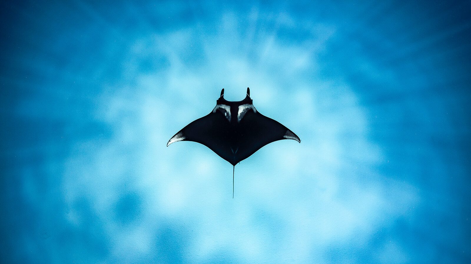 A manta ray cruises above a sandy seabed off Coral Bay, Western Australia. - by Brooke Pyke, in Western Australia