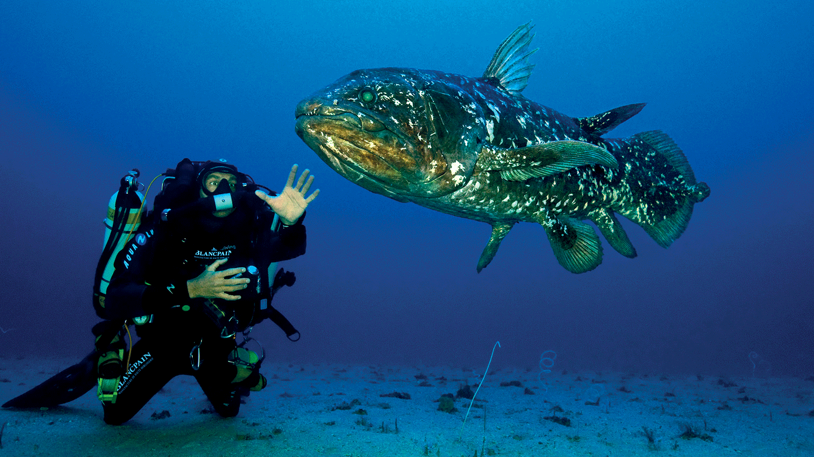 Laurent Ballesta in Coelacanth gombessa